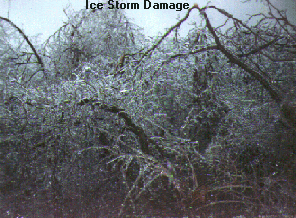 Ice Storm